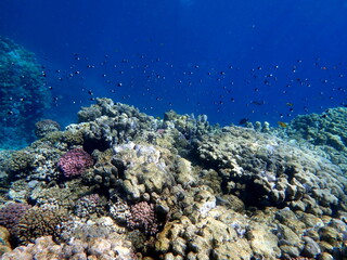 Vibrant shallow coral reef teeming with small fish