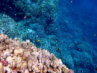 Vibrant shallow coral reef teeming with small fish