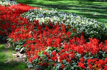 Blumenbeet im Park in istanbul, Türkei
