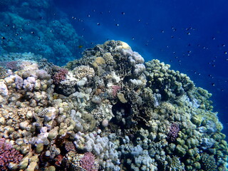 Vibrant shallow coral reef teeming with small fish