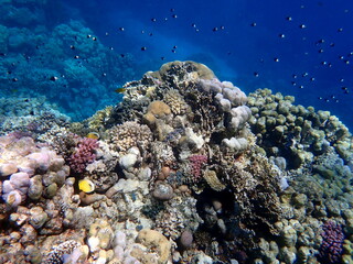 Vibrant shallow coral reef teeming with small fish