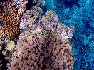 Vibrant shallow coral reef teeming with small fish