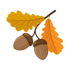 Oak branch with two acorns and leaves. Color vector illustration in cartoon style. Isolated on white background.