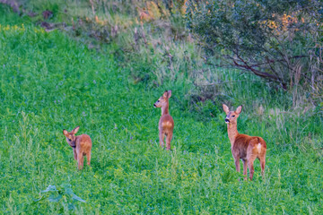 Rehe auf einer Wiese im Herbst