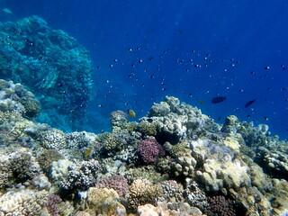 Vibrant shallow coral reef teeming with small fish