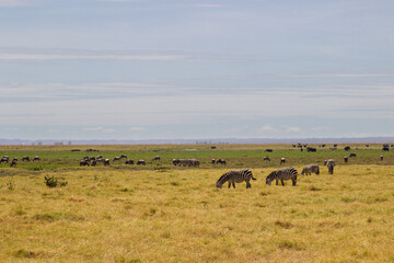 Amboseli National Park, Kenya: Zebra Herd Grazing on the African Savanna