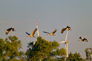 Obraz premium Herbstzug der Kraniche in der Abendsonne