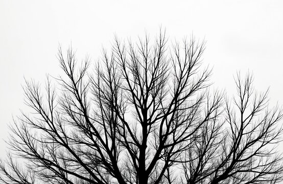 Bare tree branches form intricate patterns against a stark white sky. The dark, leafless limbs create a striking silhouette, evoking a sense of dormancy and natural structure.