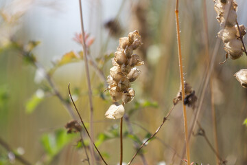 dry yellow rattle