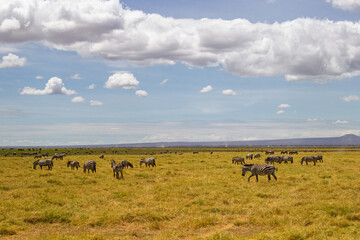 Amboseli National Park, Kenya: Zebra Herd Grazing on the Savannah Plains