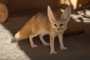 Fennec fox (Vulpes zerda). Wildlife animal.