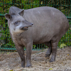 Fototapeta premium Close up view of tapir