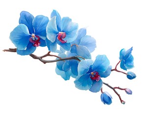 Blue orchid branch isolated on white background, floral beauty