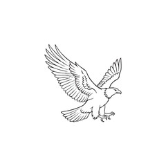 Fototapeta premium line illustration of an eagle