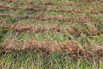Rows of Dry Paddy Straw Left in the Field After Harvest