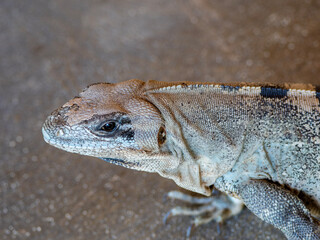 Tête d'iguane gris, de trois quart, à Isla Contoy