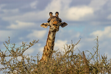 Amboseli National Park, Kenya: Giraffe Browsing in the Savanna © rabbitholephoto