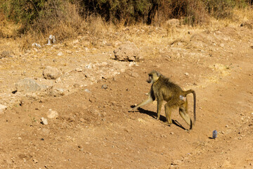 Amboseli National Park, Kenya: Olive Baboon and Litter in the Arid Savanna