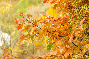 Close-up of oak tree branch with orange and yellow autumn leaves in sunlight. Natural seasonal background with soft focus. Autumn nature and foliage concept for design, poster