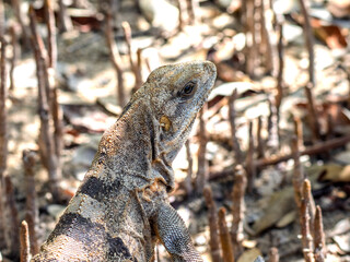 Tête d'iguane gris, de trois quart, à Isla Contoy