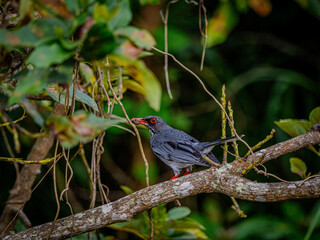 red winged blackbird