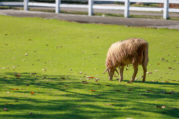 Close up the brown Sheep is rest in garden