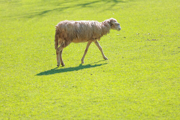 Close up the brown Sheep is rest in garden