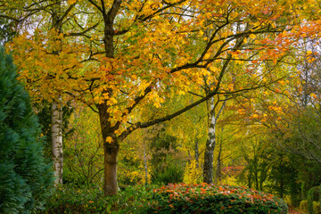 Schöne Herbstbäume im Park, Laubfärbung, im Regen,