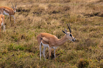 Serengeti National Park, Tanzania: Thomson's Gazelle Grazing in the Savanna
