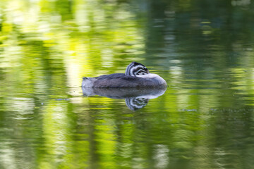 sleeping Great Crested Grebe in juvenile plumage on the lake with beautiful reflection, a young Great Crested Grebe with head in its plumage, reflected in green surroundings, Podiceps cristatus
