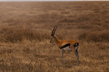 Serengeti National Park, Tanzania: Grant's Gazelle on the Golden Savanna