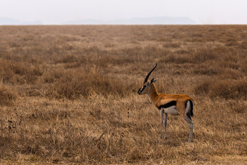 Serengeti National Park, Tanzania: Grant's Gazelle on the African Savanna during Dry Season