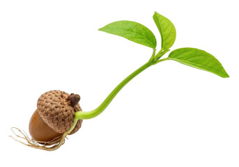 Vibrant new life sprouting from acorn, symbolizing growth, potential, and new beginnings