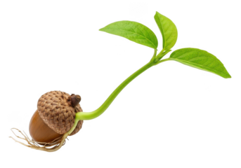 Vibrant new life sprouting from acorn, symbolizing growth, potential, and new beginnings