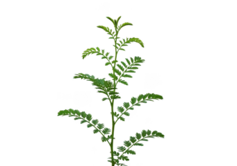 Vibrant green fern frond with delicate, serrated leaves reaching upward