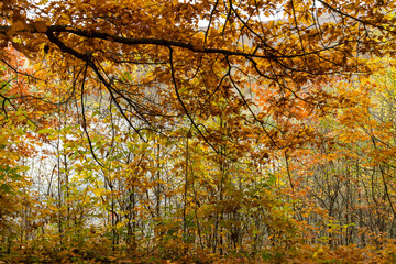 Autumn trees with yellow and red leaves on a hill above calm river reflecting forest and cloudy sky. Rural landscape photography. Autumn season and nature concept.