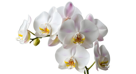 Obraz premium Beautiful white Phalaenopsis orchid flowers bloom close up for design and wedding concepts. isolated PNG with Transparent Background