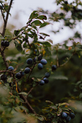 Close-up of small, round, dark blue sloe wild plum berries growing on a thorny bush with green and yellowing leaves.