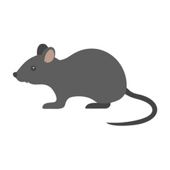mouse on a white background