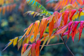 Vibrant autumn leaves display rich colors in a serene landscape, capturing the beauty of nature's seasonal change