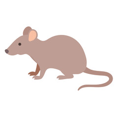 rat on a white background