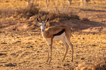 Impala / afrikanische Antilope zur goldenen Stunde auf dem Feld in Südafrika