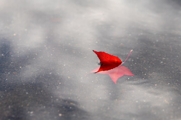 Vibrant red leaf drifting peacefully on a tranquil water surface under a cloudy sky
