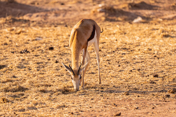 Impala / afrikanische Antilope zur goldenen Stunde auf dem Feld in Südafrika