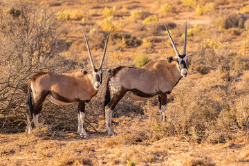 Zwei südafrikanische Oryx / Spießböcke auf einem Feld in Südafrika