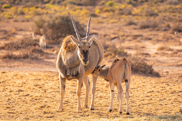 Elenantilope säugt ihr Baby auf einem Feld in Südafrika
