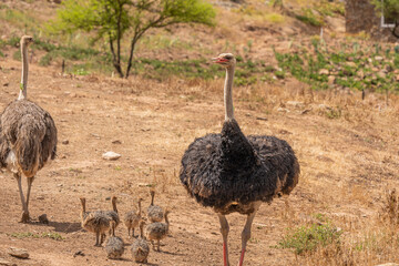 Strau&szlig;enpapa mit Strau&szlig;enbabys auf einer Farm in S&uuml;dafrika