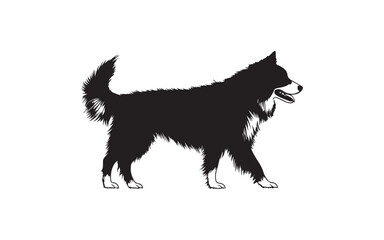 black and white dog