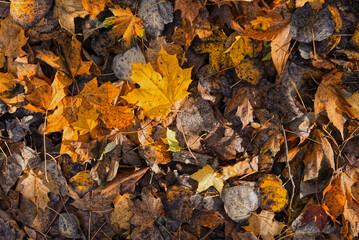 Fallen autumn leaves lying on forest floor.