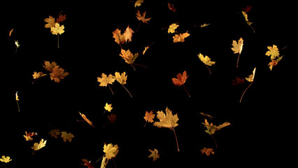 Falling Maple Leaves. Freeze Motion of Autumn Leaves Isolated on Black Background. Ideal for Seasonal Design, Background Overlays, and Creative Visual Projects.